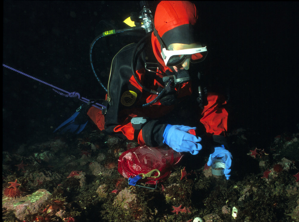 A diver collecting samples for a marine biodiversity study Antarctica NZ