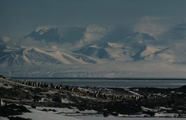 Photos: Cape Royds Penguin Colony