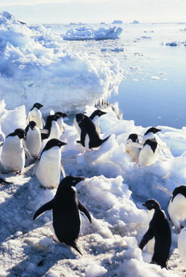 Photos: Adelie Penguins and ice