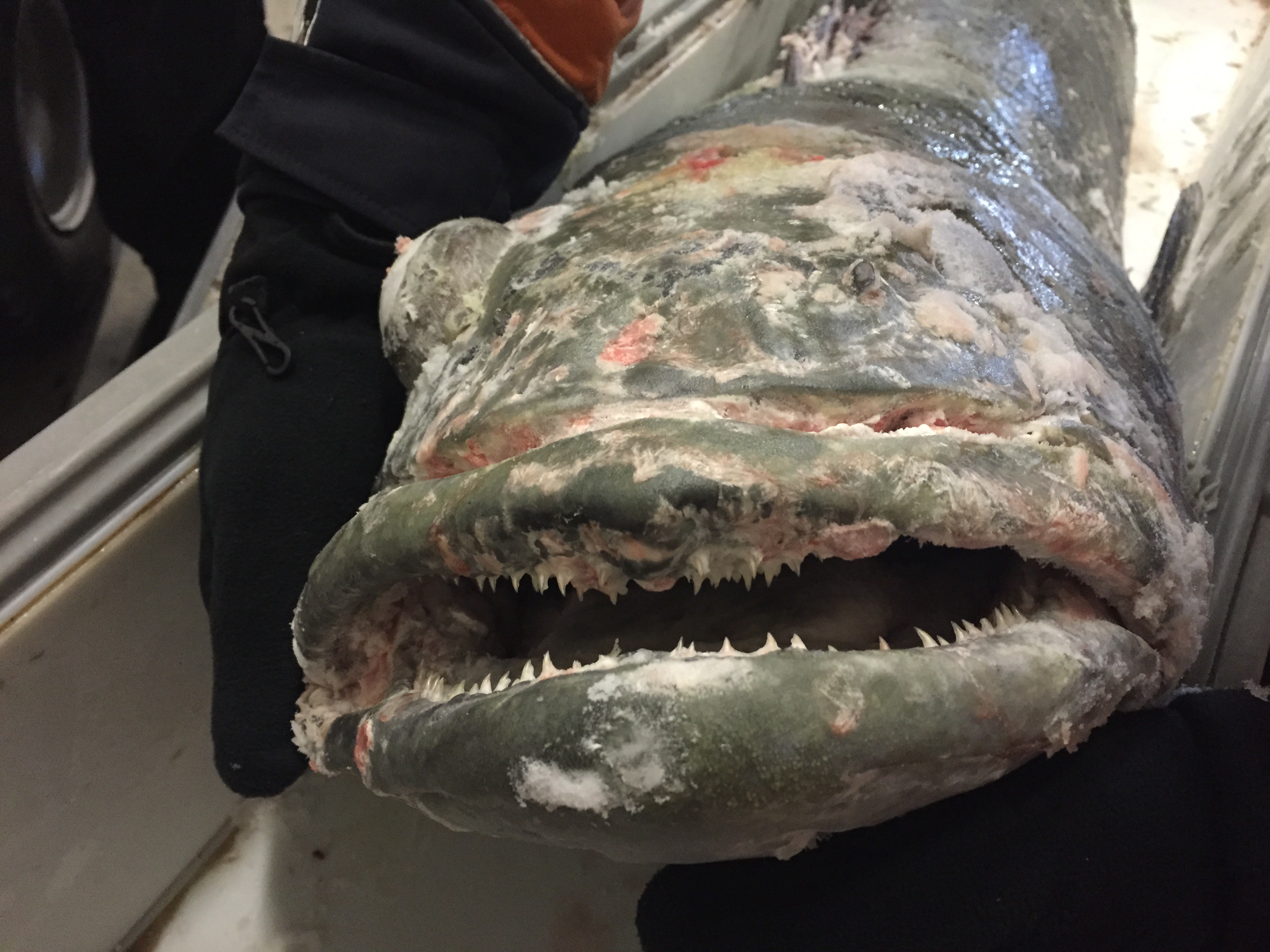 Toothfish that was caught