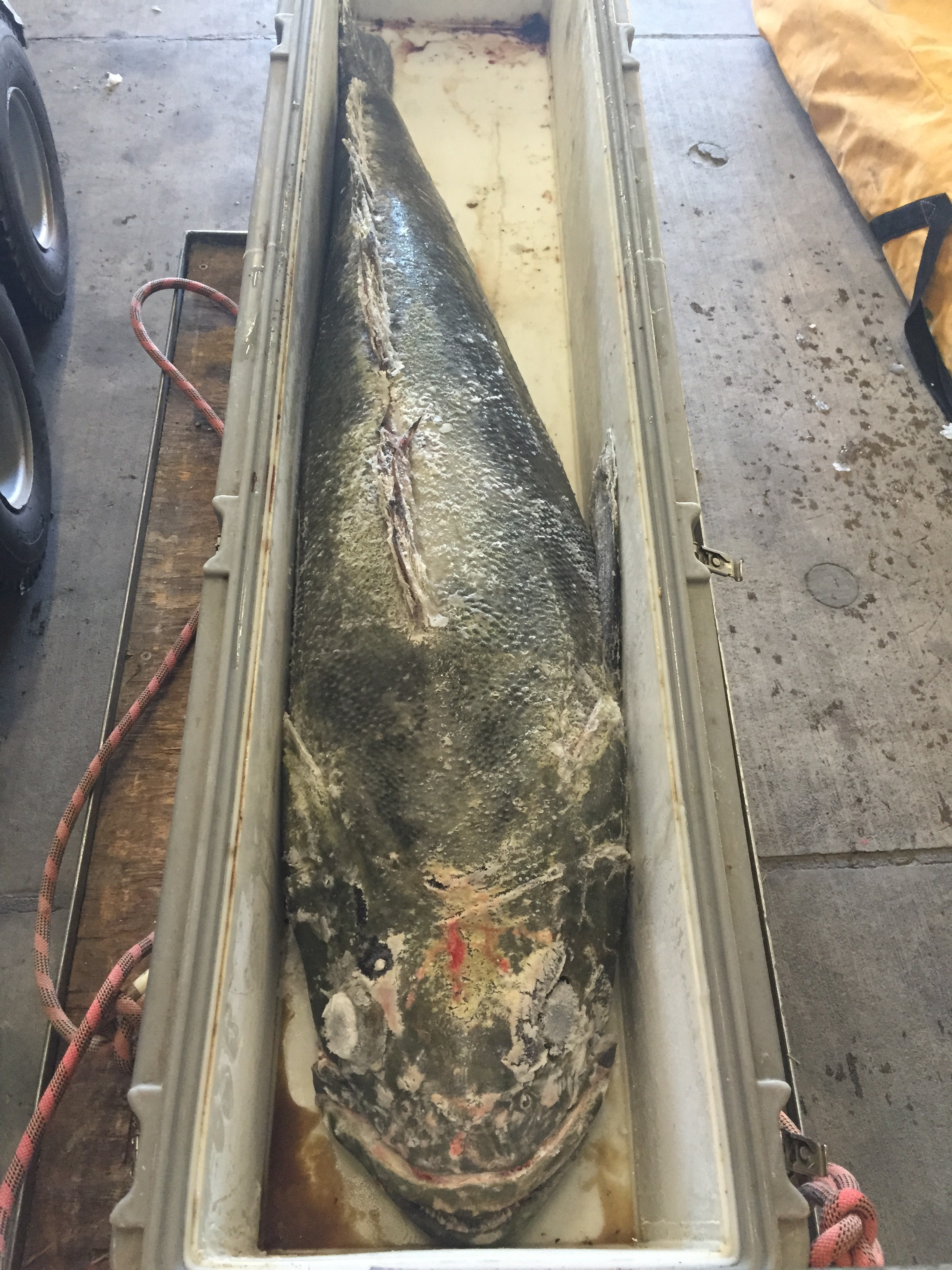 Toothfish that was caught