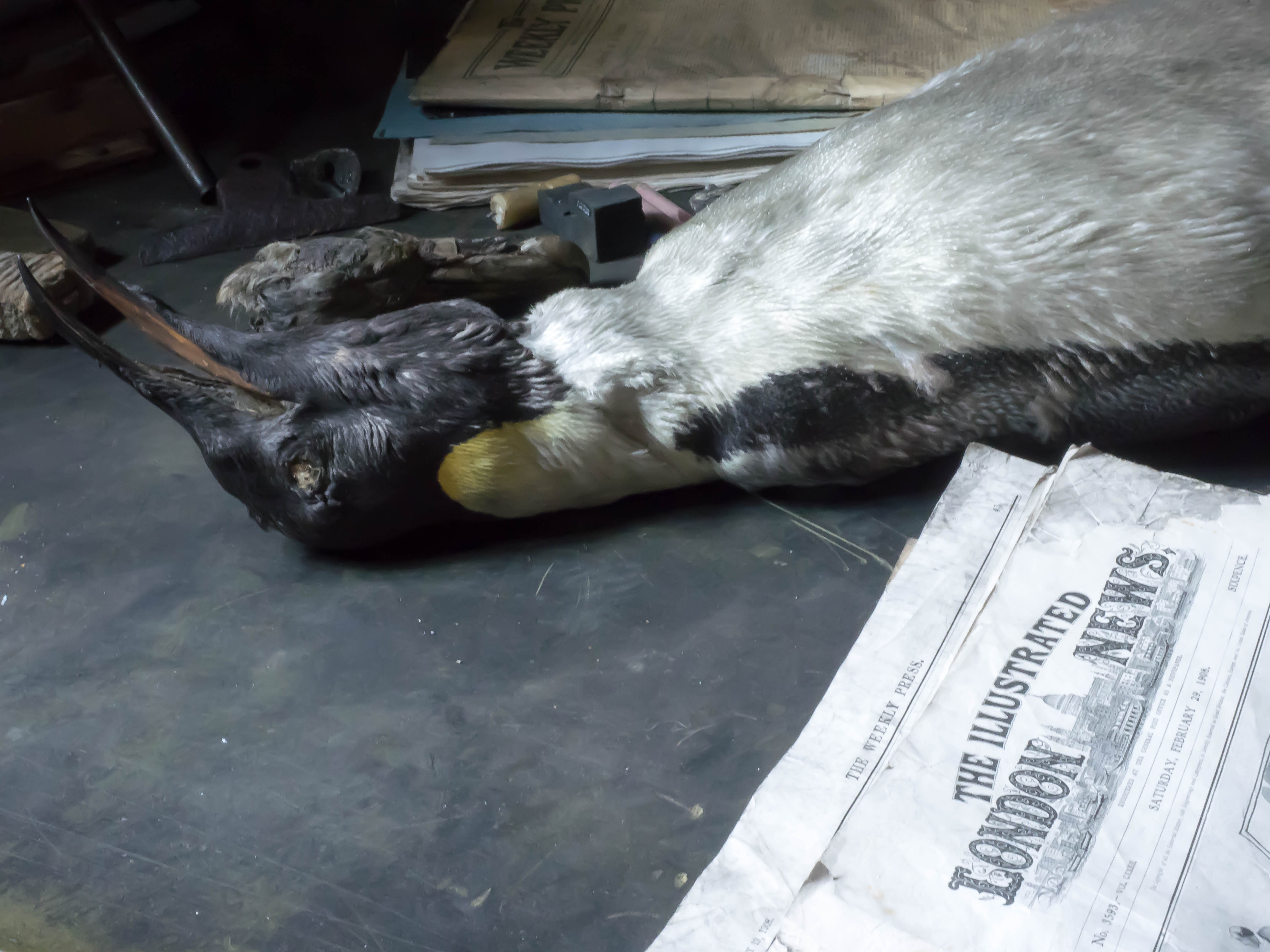 100 year old Penguin from inside Scott's hut