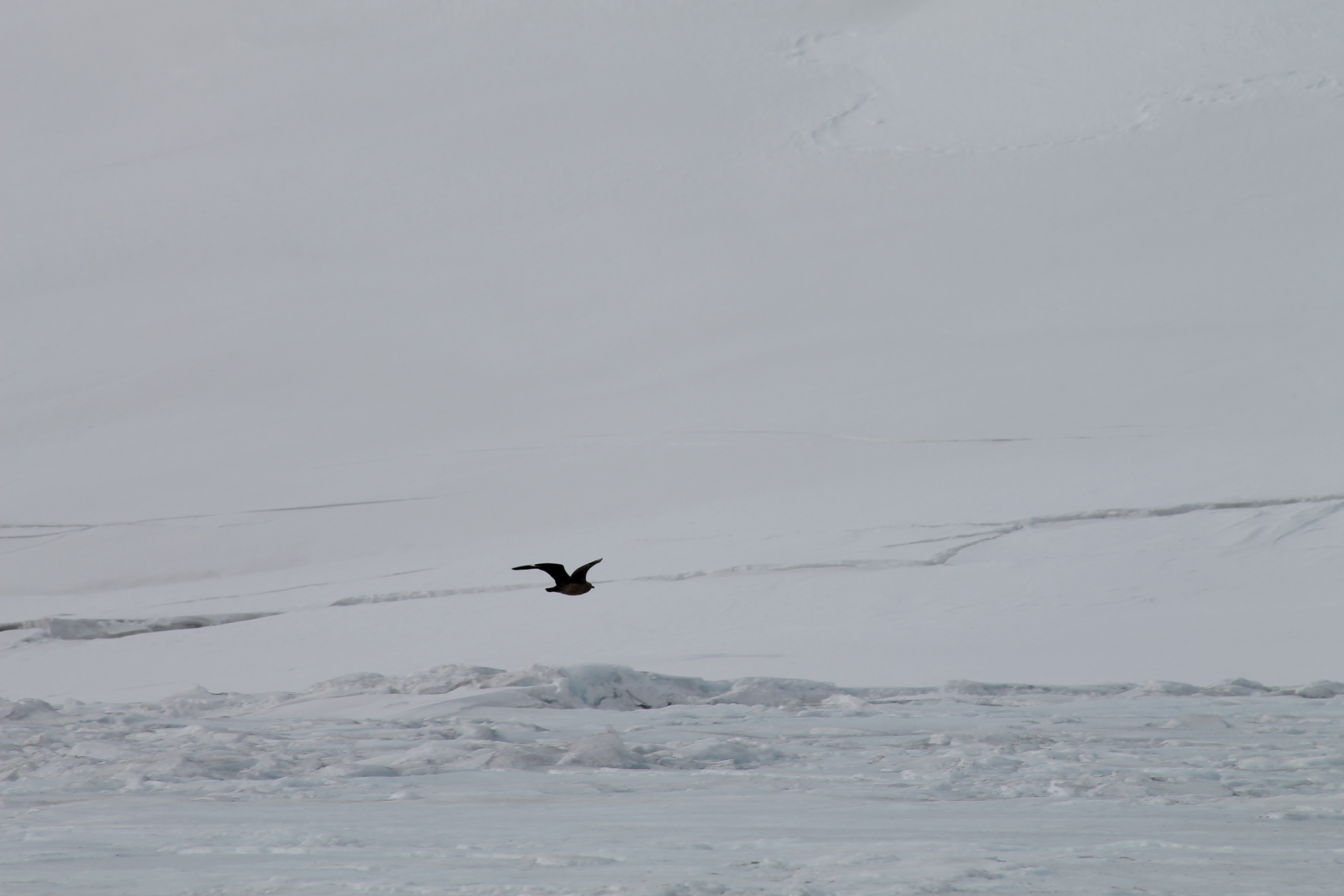 Skua flying around looking for food