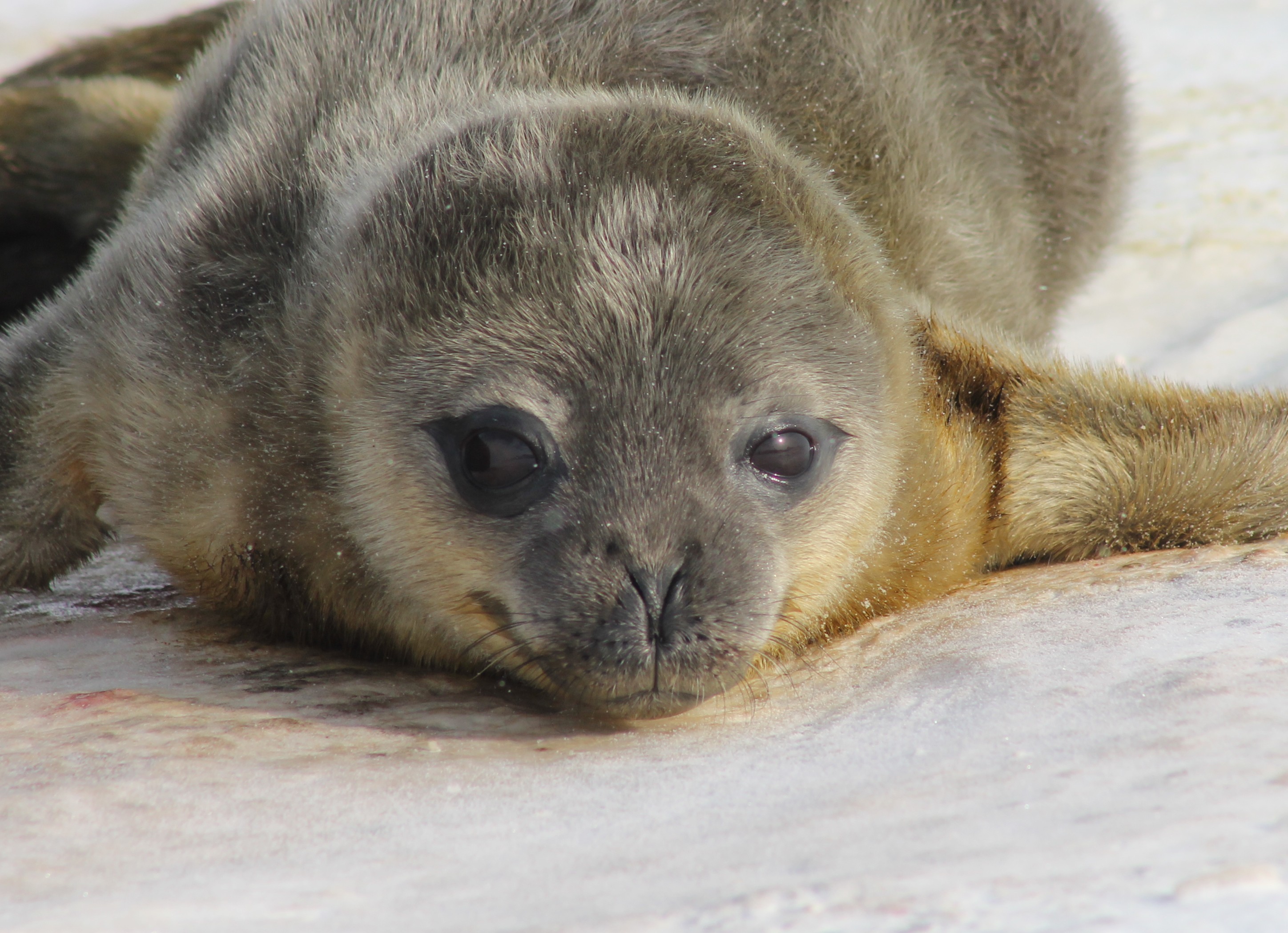 Seal Pup
