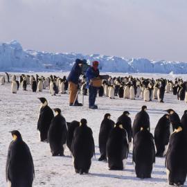 Emperor Penguins and TVNZ Documentary Team