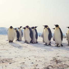 Emperor Penguins at Cape Crozier
