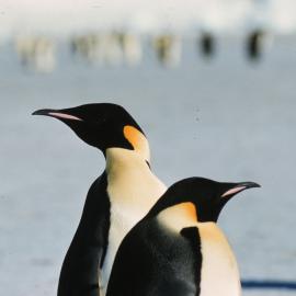 Emperor Penguins 