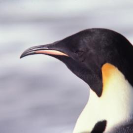 Emperor Penguin
