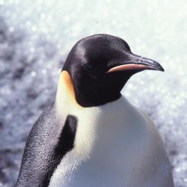 Emperor Penguin