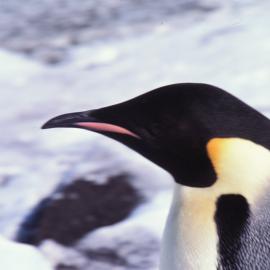 Emperor Penguin 