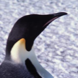 Emperor Penguin 