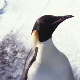 Emperor Penguin 