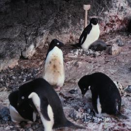 Adelie Penguins invade an Historic 1899 Depot