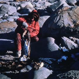 Penguin carcasses- Winter food, Inexpressible Island snow cave