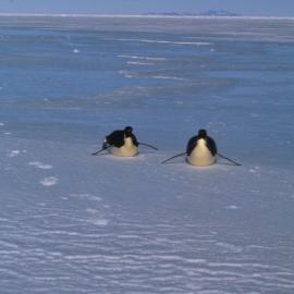 Emperor Penguins on Ice Edge