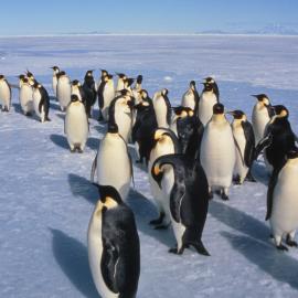 Emperor Penguins on Ice Edge