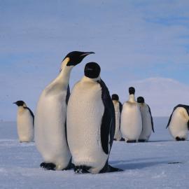 Emperor Penguins 