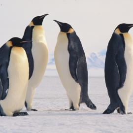Emperor Penguins 
