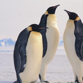 Emperor Penguins