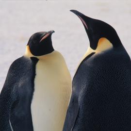 Emperor Penguins