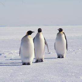 Three Emperor Penguins