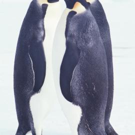 Trio of Emperor Penguins