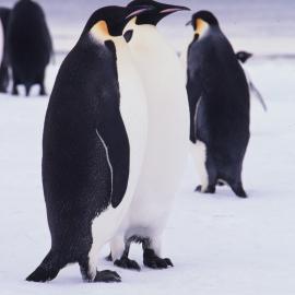 Stately Emperor Penguins