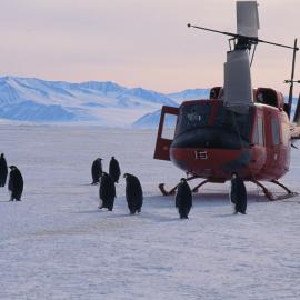 Emperor Penguins and Helicopter
