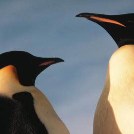 Emperor Penguins