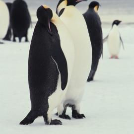 Emperor Penguins