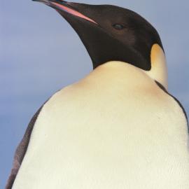 Emperor Penguin Portrait