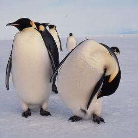 Emperor Penguins and TVNZ Documentary Team