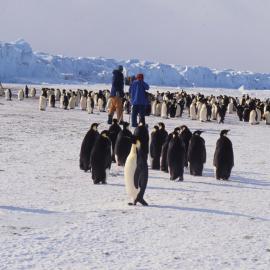 Emperor Penguins and TVNZ Documentary Team