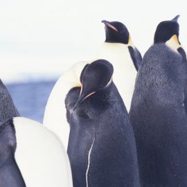 Emperor Penguins 