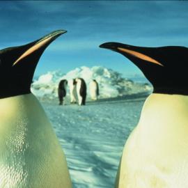 Emperor Penguin
