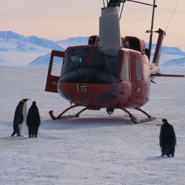 Emperor Penguins and Helicopter