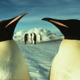 Emperor Penguin Pair