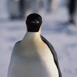 Emperor Penguin