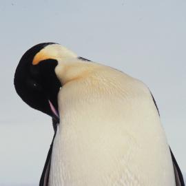 Emperor Penguin Preening