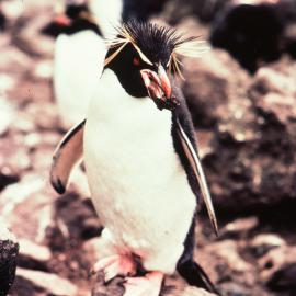 Rock Hopper Penguin