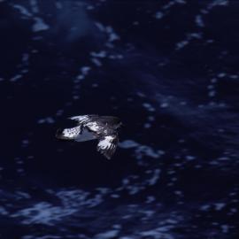 Cape Petrel in Flight