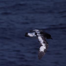 Cape Petrel in Flight