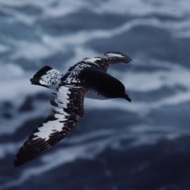 Cape Petrel in Flight