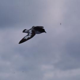 Cape Petrel in Flight
