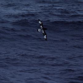 Cape Petrel in Flight