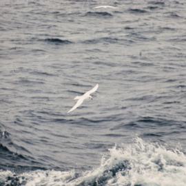 Snow and Antarctic Petrels