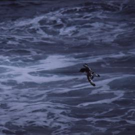 Cape Petrel in Flight