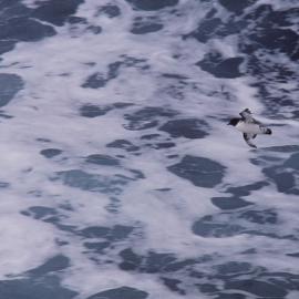 Cape Petrel in flight