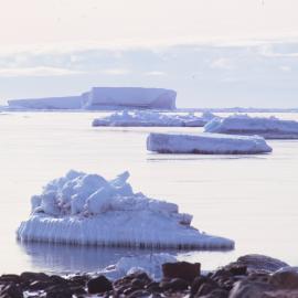 Icebergs, Moubray Bay