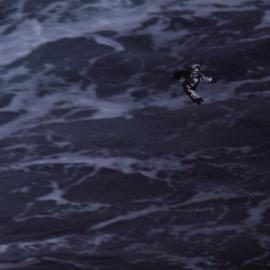 Cape Petrel in flight